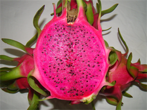 Successfully bred dragon fruit with purple and pink flesh